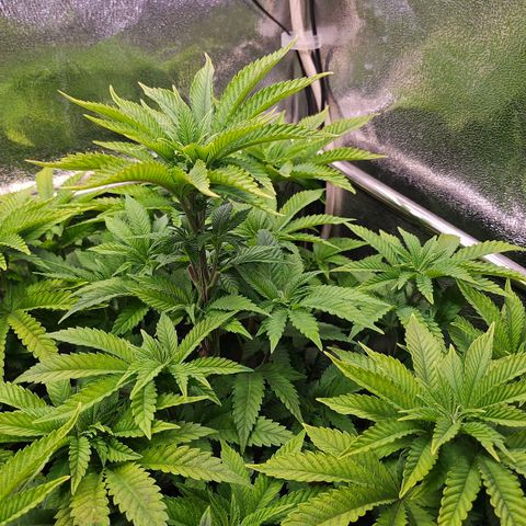 N.L. 4 growlog timeline photo