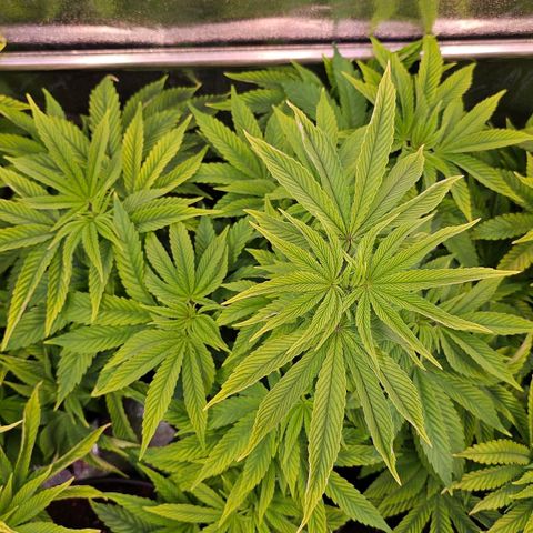 C.G. 6 growlog timeline photo