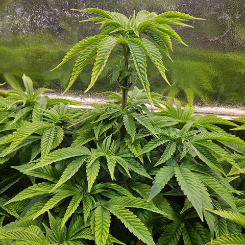 C.G. 6 growlog timeline photo