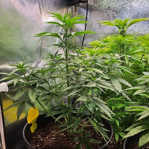 S.Q. growlog timeline photo