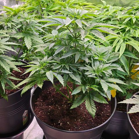N.L. growlog timeline photo