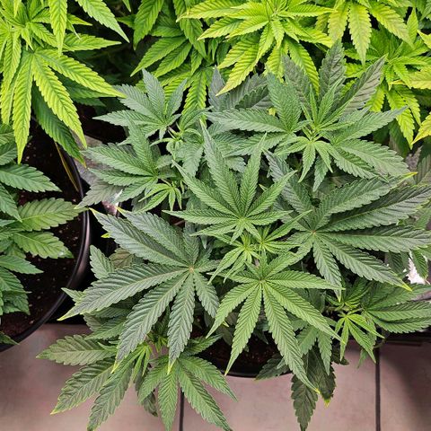 C.G. growlog timeline photo