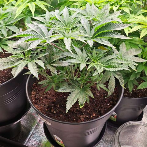 C.G. growlog timeline photo