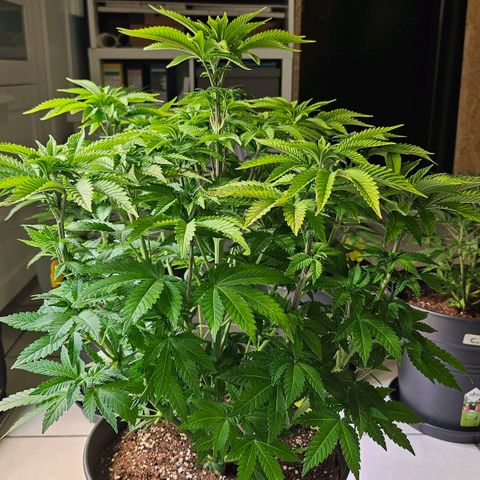 N.L. 4 growlog timeline photo