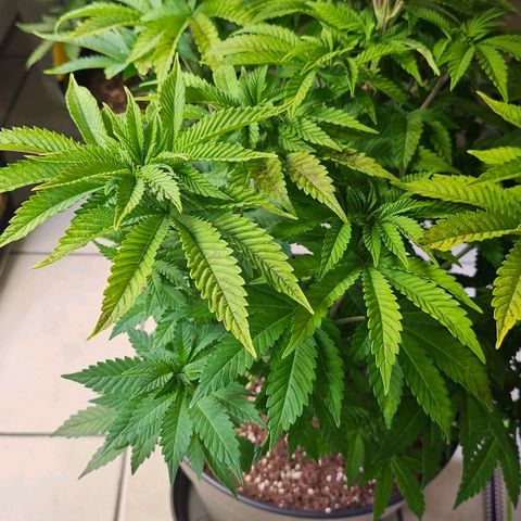 N.L. 4 growlog timeline photo