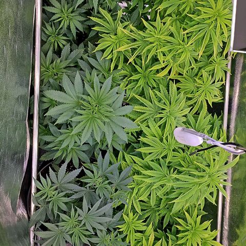 C.G. growlog timeline photo