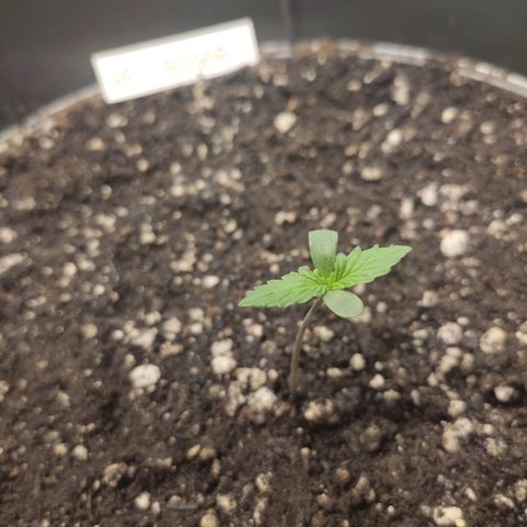 Red Sugar Auto growlog timeline photo