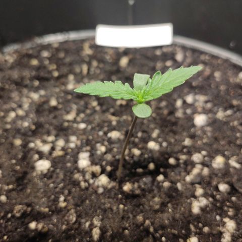 Red Sugar Auto growlog timeline photo
