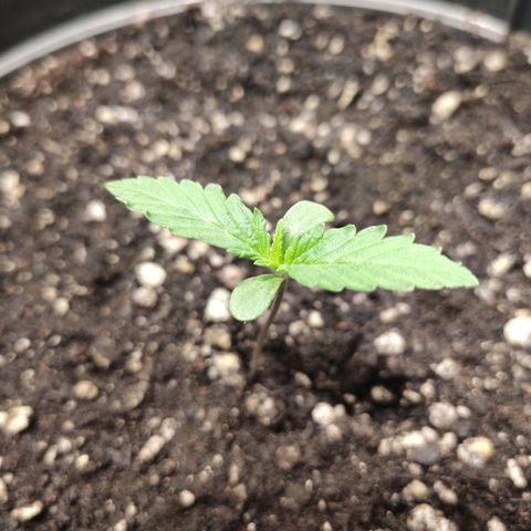 Red Sugar Auto growlog timeline photo