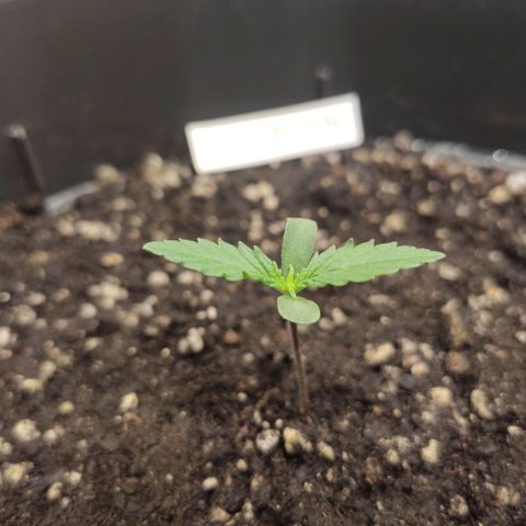Red Critical Auto growlog timeline photo