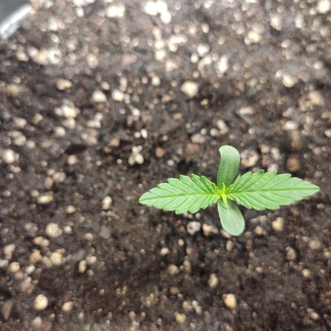 Red Critical Auto growlog timeline photo