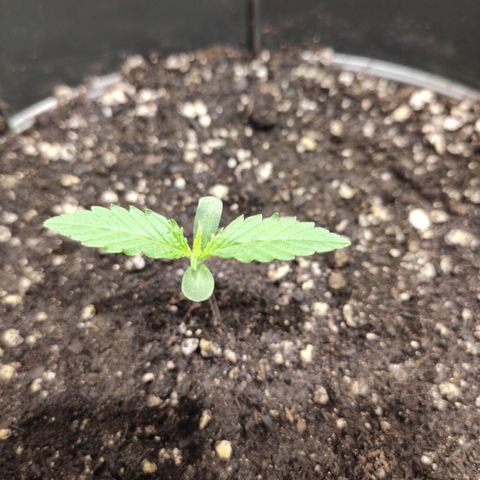 Red Critical Auto growlog timeline photo