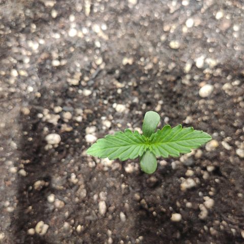 Red Sugar Auto growlog timeline photo