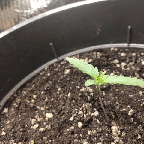 Red Sugar Auto growlog timeline photo