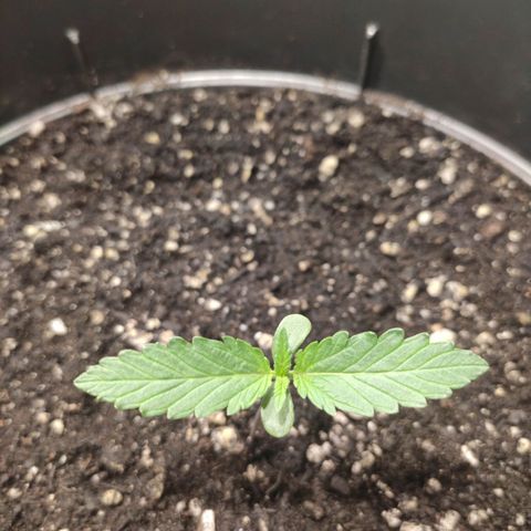 Red Sugar Auto growlog timeline photo