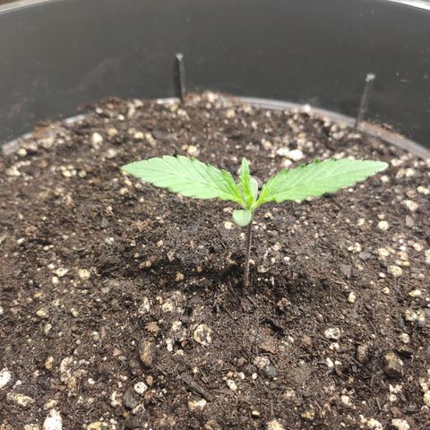 Red Critical Auto growlog timeline photo