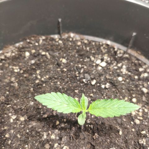 Red Critical Auto growlog timeline photo