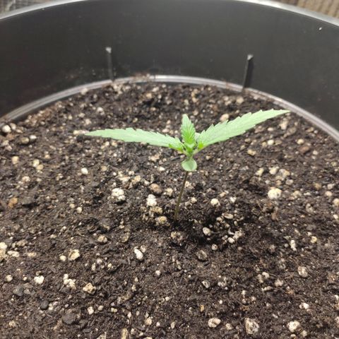 Red Sugar Auto growlog timeline photo