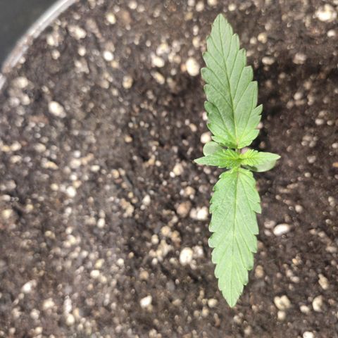 Red Sugar Auto growlog timeline photo