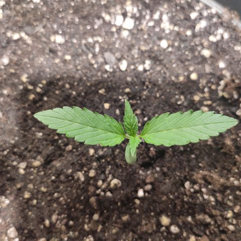 Red Critical Auto growlog timeline photo