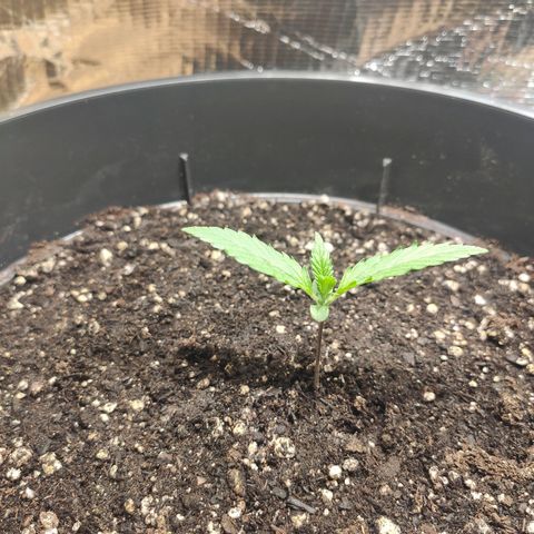 Red Critical Auto growlog timeline photo