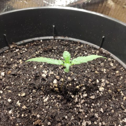 Red Sugar Auto growlog timeline photo