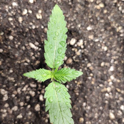 Red Sugar Auto growlog timeline photo