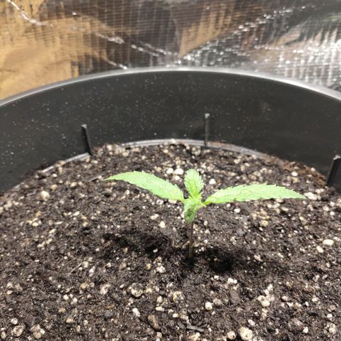 Red Critical Auto growlog timeline photo