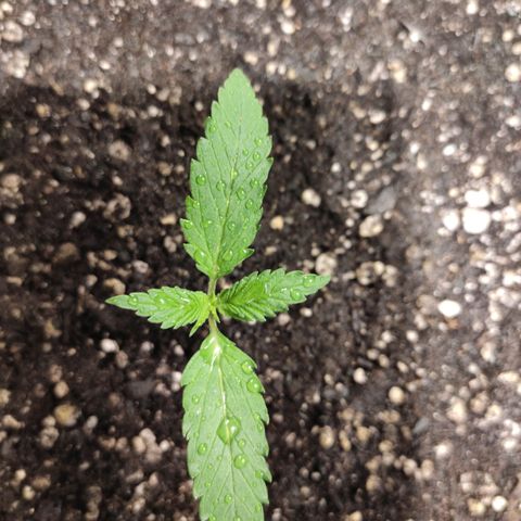 Red Critical Auto growlog timeline photo