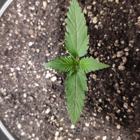 Red Sugar Auto growlog timeline photo