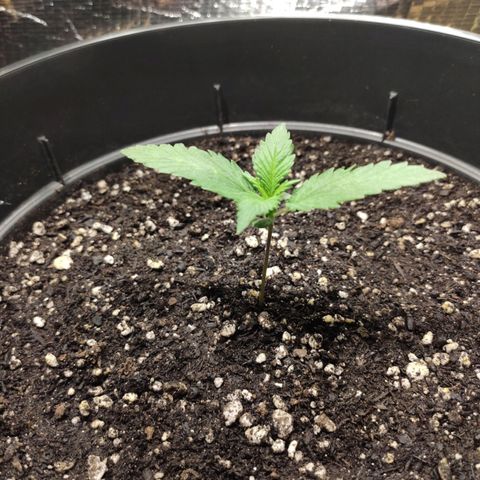 Red Sugar Auto growlog timeline photo