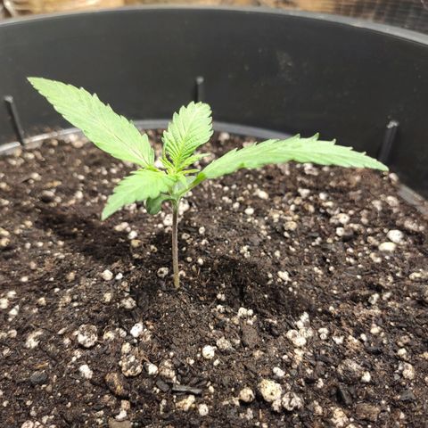 Red Critical Auto growlog timeline photo
