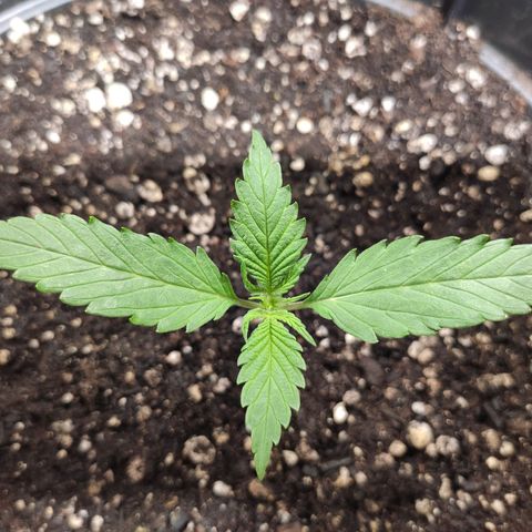 Red Critical Auto growlog timeline photo