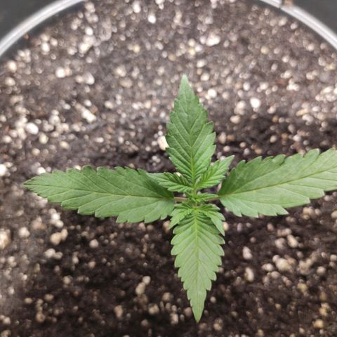 Red Sugar Auto growlog timeline photo