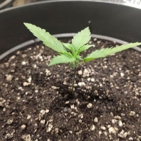 Red Sugar Auto growlog timeline photo
