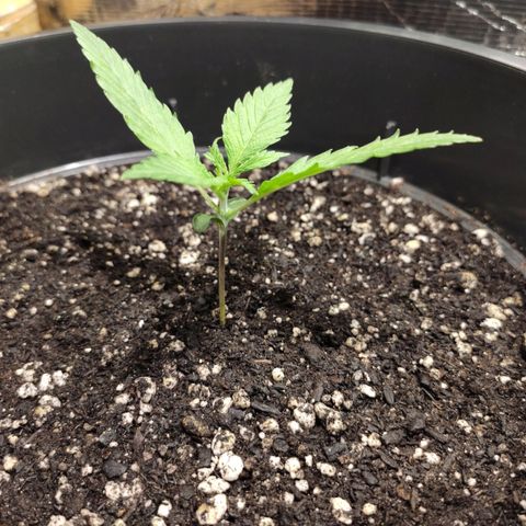 Red Critical Auto growlog photo: 🙏🙏