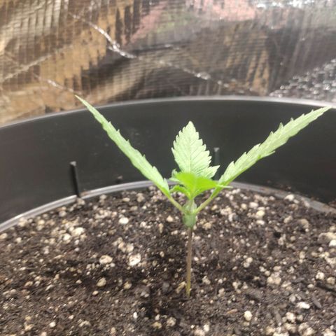 Red Critical Auto growlog photo: 🙏🙏