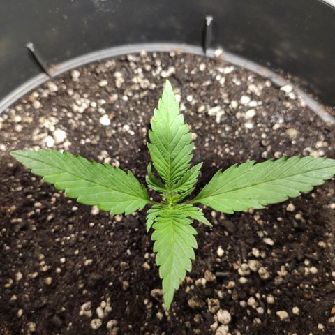 Red Critical Auto growlog photo: 🙏🙏