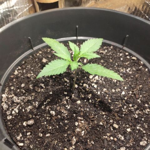 Red Sugar Auto growlog timeline photo