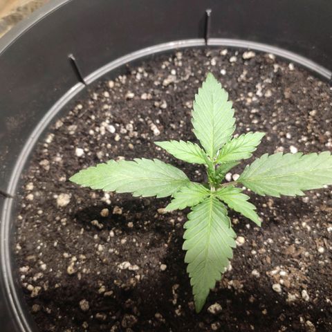 Red Sugar Auto growlog timeline photo