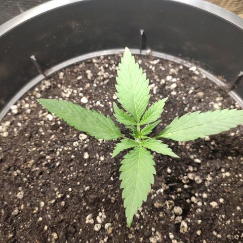Red Critical Auto growlog timeline photo
