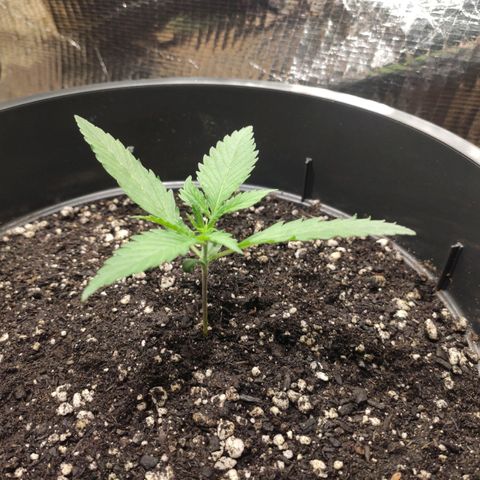 Red Critical Auto growlog timeline photo