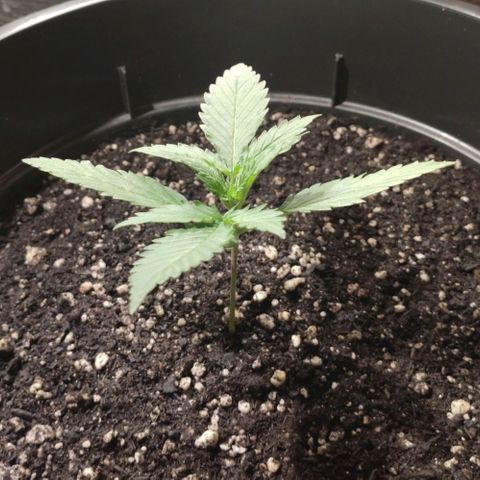 Red Sugar Auto growlog timeline photo