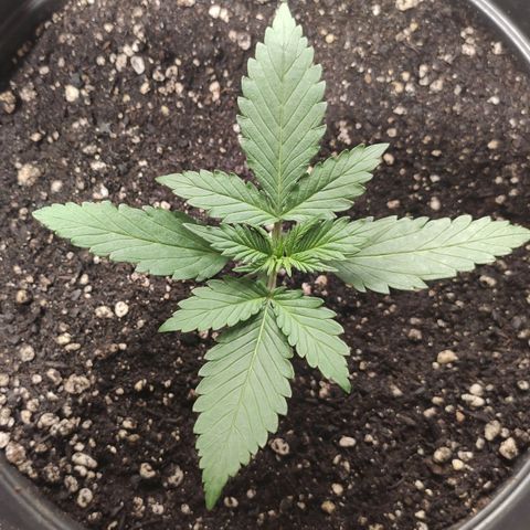 Red Sugar Auto growlog timeline photo