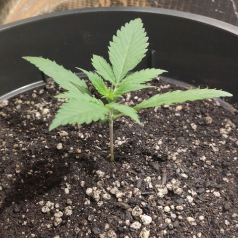Red Critical Auto growlog timeline photo