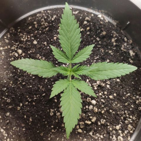 Red Critical Auto growlog timeline photo