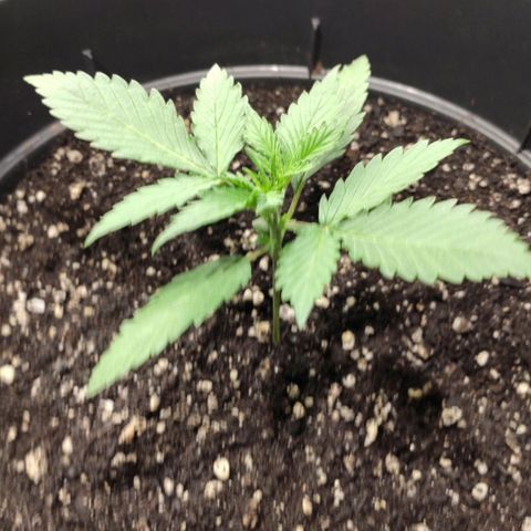 Red Sugar Auto growlog timeline photo