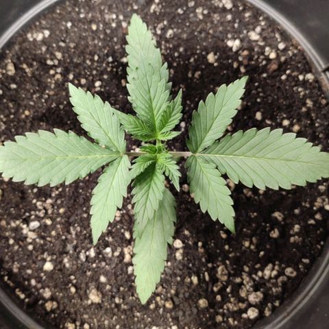 Red Sugar Auto growlog timeline photo