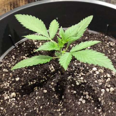 Red Critical Auto growlog timeline photo