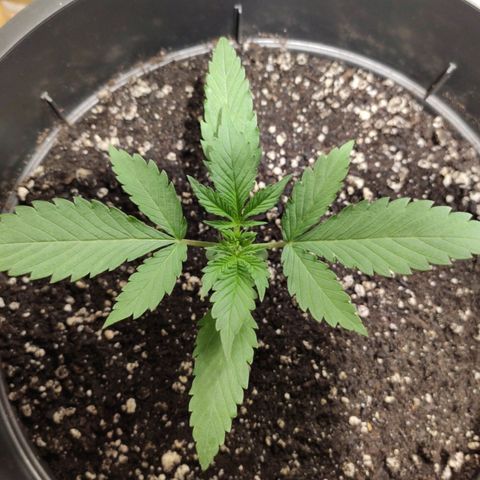Red Critical Auto growlog timeline photo